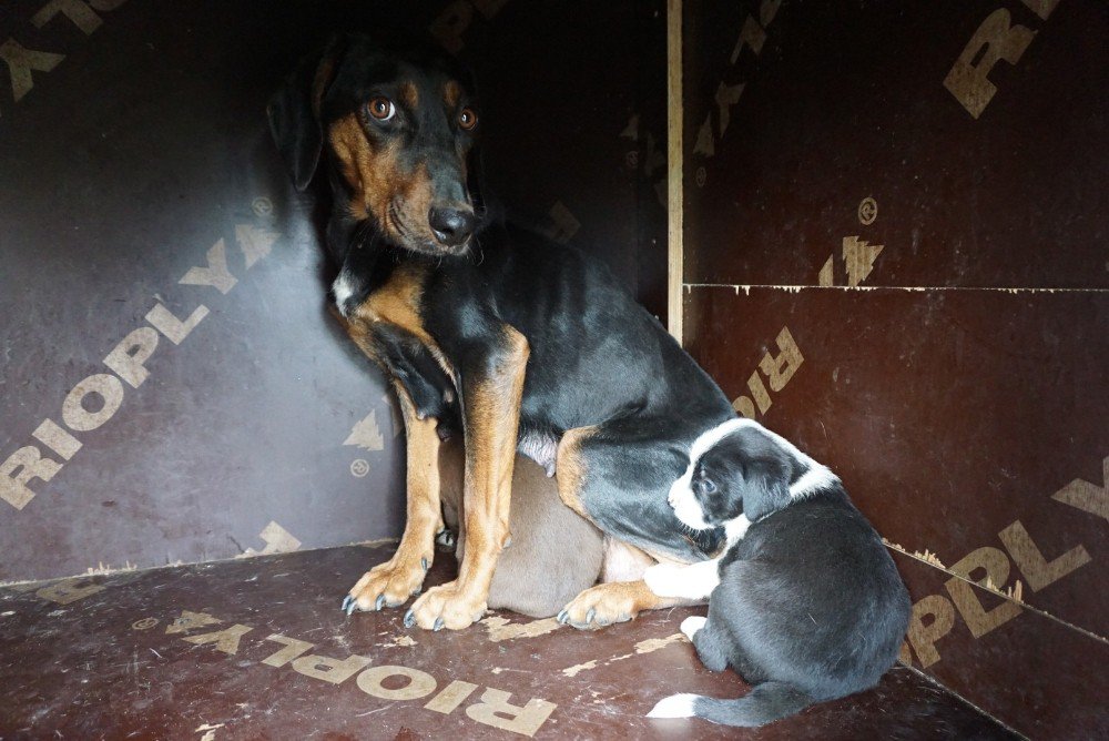 Zifte Yapışan Yavru Köpeklere Yardım Eli