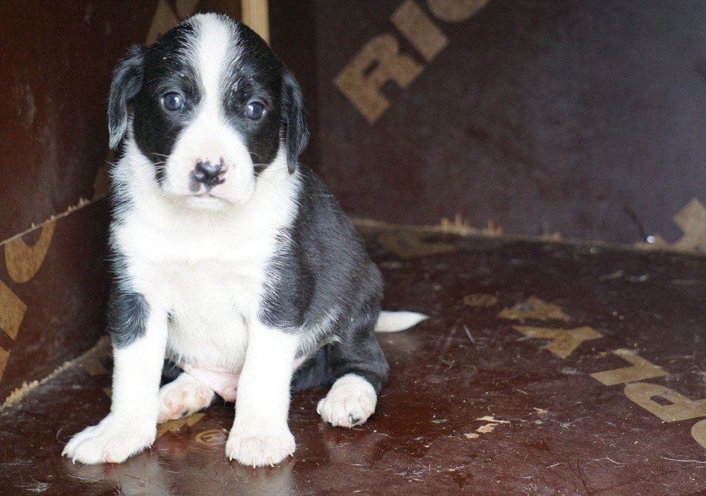 Zifte Yapışan Yavru Köpeklere Yardım Eli