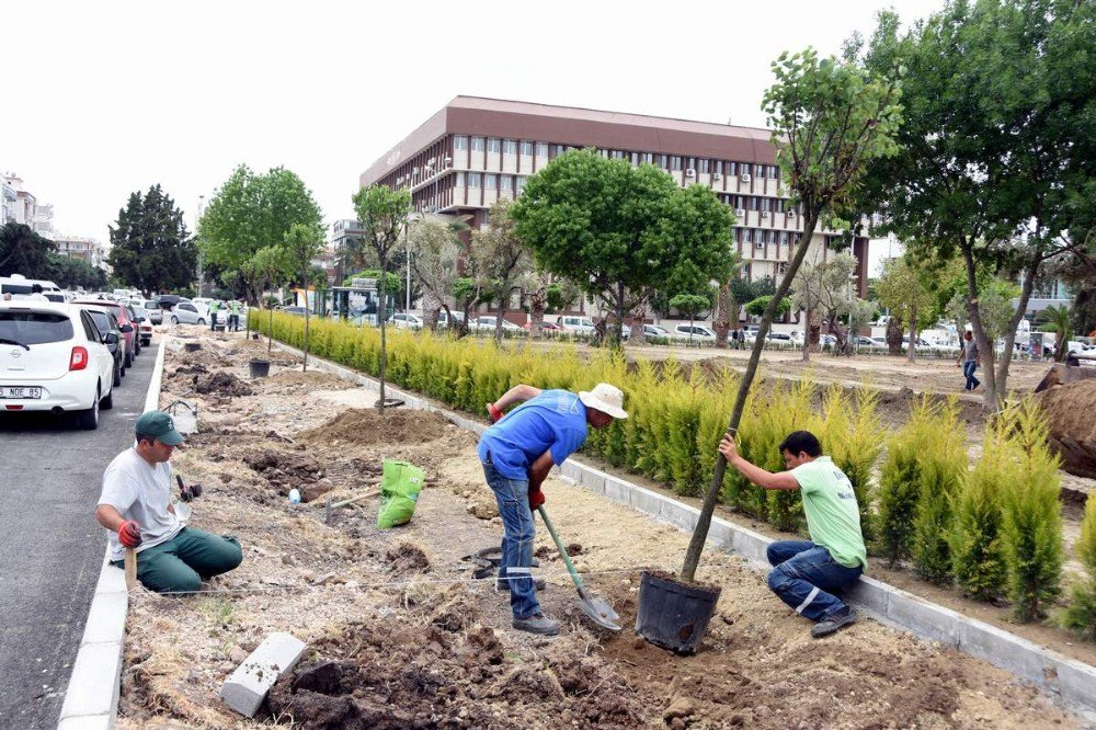 Aliağa Erguvan Ağaçlarıyla Süsleniyor