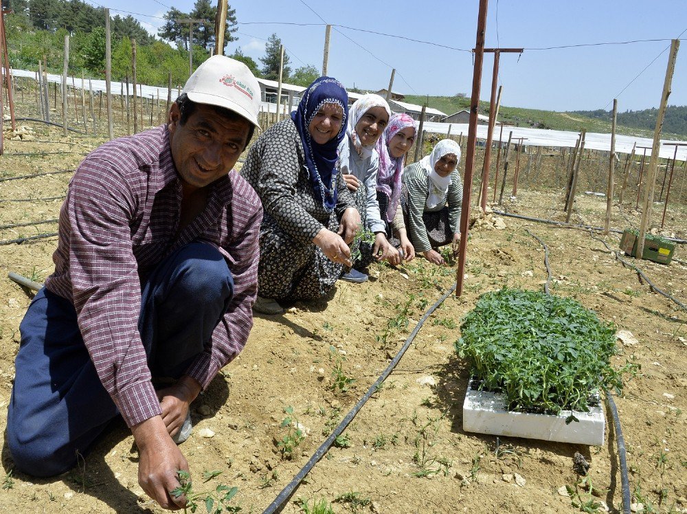 Büyükşehir Belediyesi, Çamlıyayla Çiftçisine 260 Bin Domates Fidesi Dağıttı