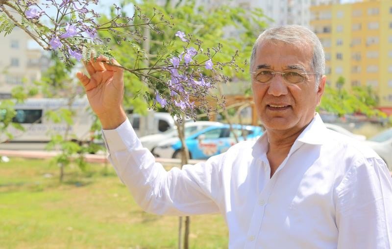 Mezitli’de Dikilen Jakarandalar Çiçek Açmaya Başladı