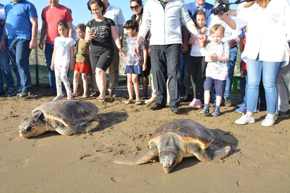 Tedavileri Tamamlanan Caretta Carettalar Denizle Buluştu