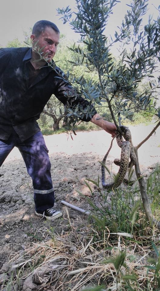 Saruhanlı’da Görülen Dev Yılanlar Korkuttu