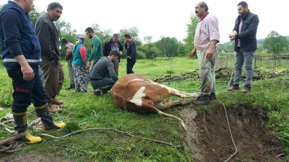 Su Kuyusuna Düşen İneği İtfaiye Kurtardı