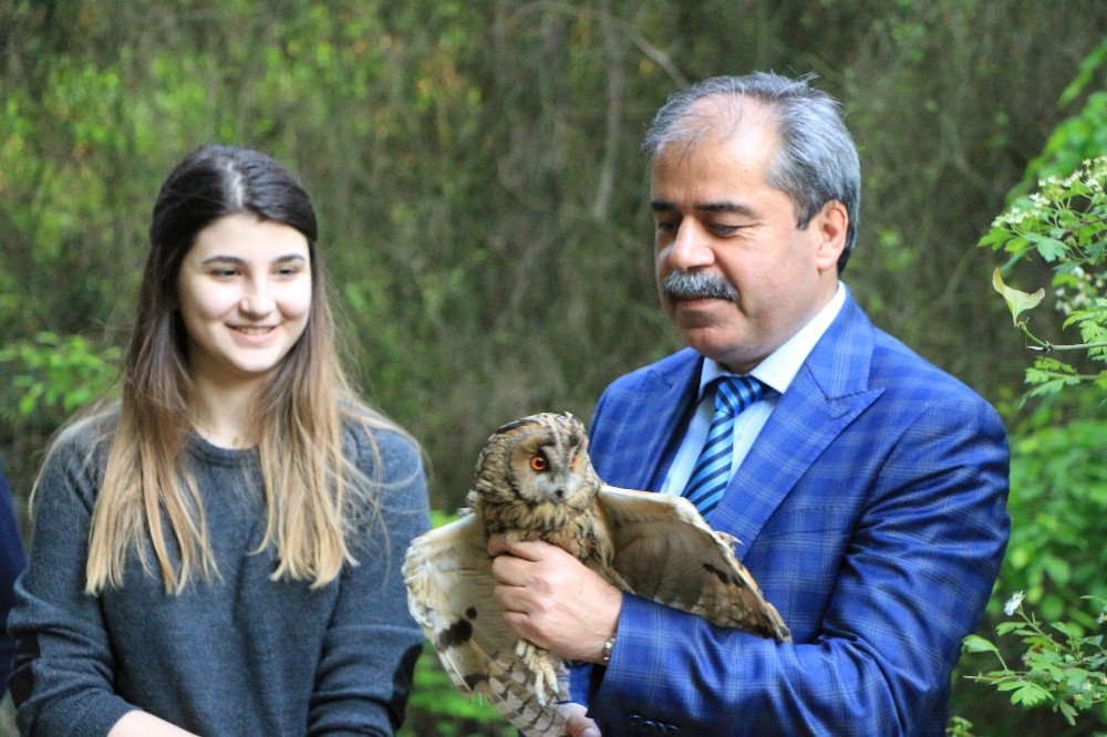 Emre Aşık’ın Eşine Veteriner Dövdüren Baykuş Doğaya Salındı