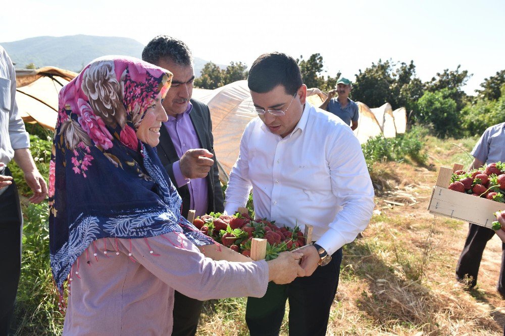 Tütüncü, Çilek Ve Muz Seralarını Gezdi