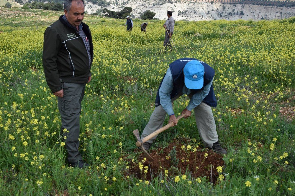 Sonbaharda Dikilen Fidanların Ot Alma Ve Çapa Çalışmaları Başladı