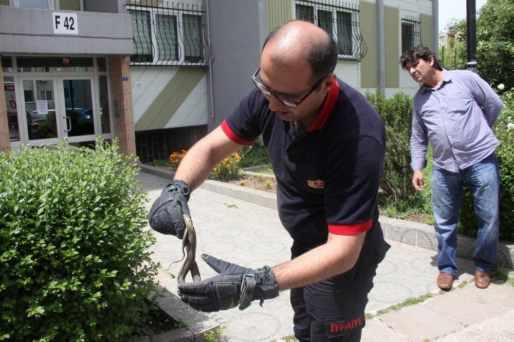 Yeşil Alana Giren Yılan İtfaiye Ekiplerini Harekete Geçirdi