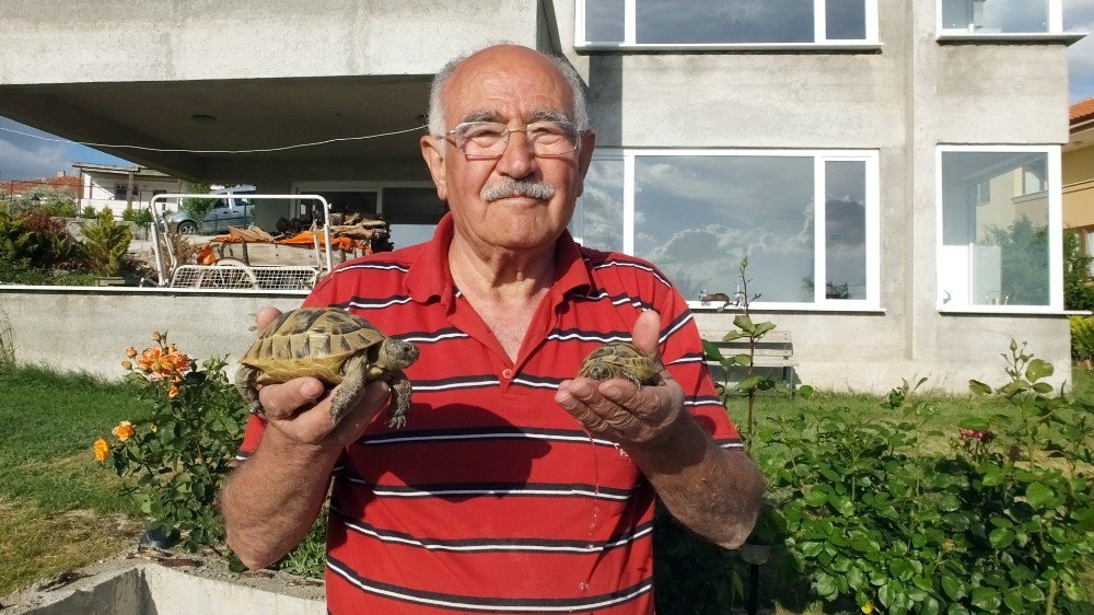 Kaplumbağayı Ezen Kişi, Şimdi 8 Tane Bakıyor