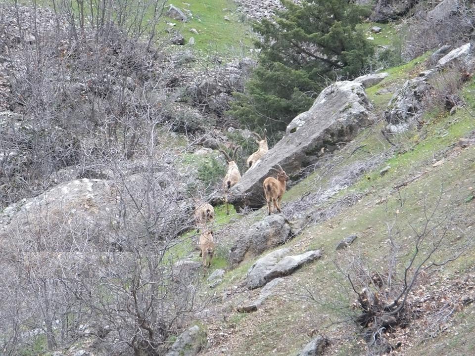 (Cumartesi Geçilecek) Yaban Keçileri Sürü Halinde Görüntülendi