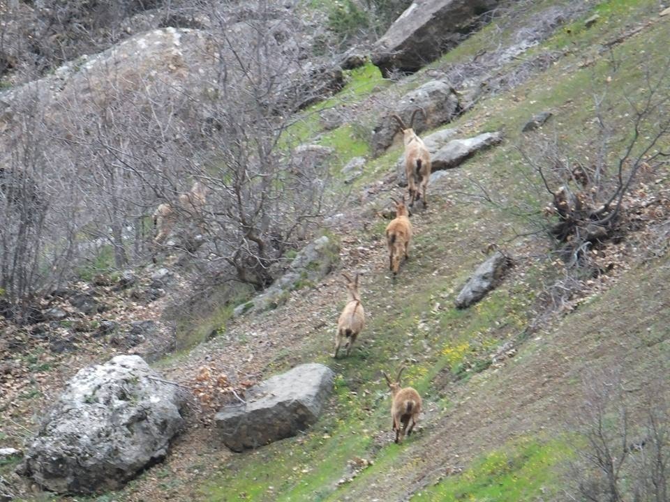 (Cumartesi Geçilecek) Yaban Keçileri Sürü Halinde Görüntülendi