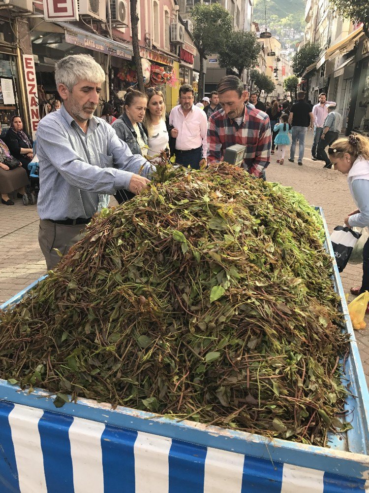 Melocan Bitkisi Kanı Temizliyor