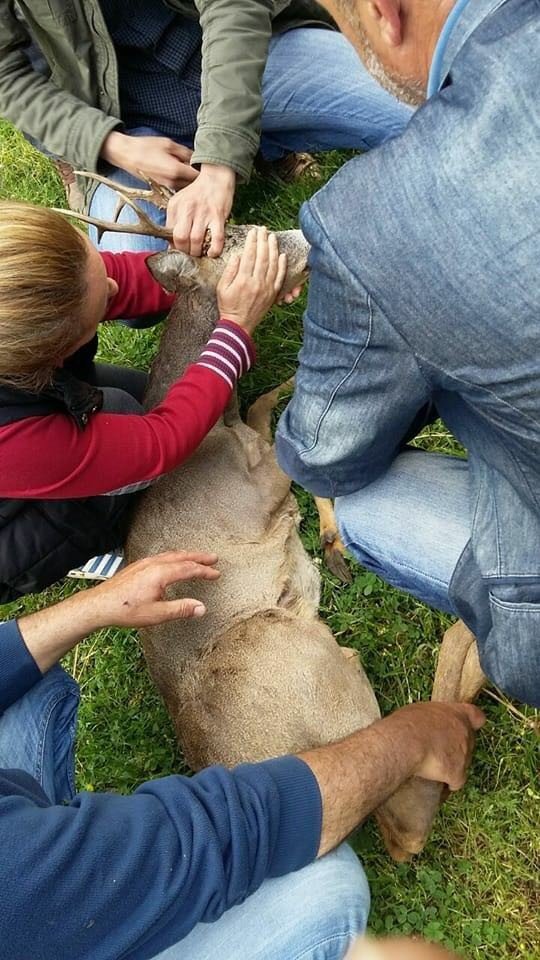 Tedavisi Tamamlanan Erkek Karaca Doğaya Bırakıldı