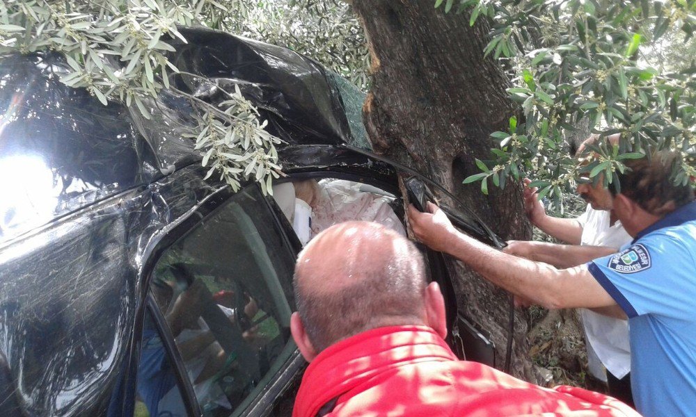 Tarlaya Uçan Otomobil Zeytin Ağacına Çarparak Durabildi: 3 Yaralı