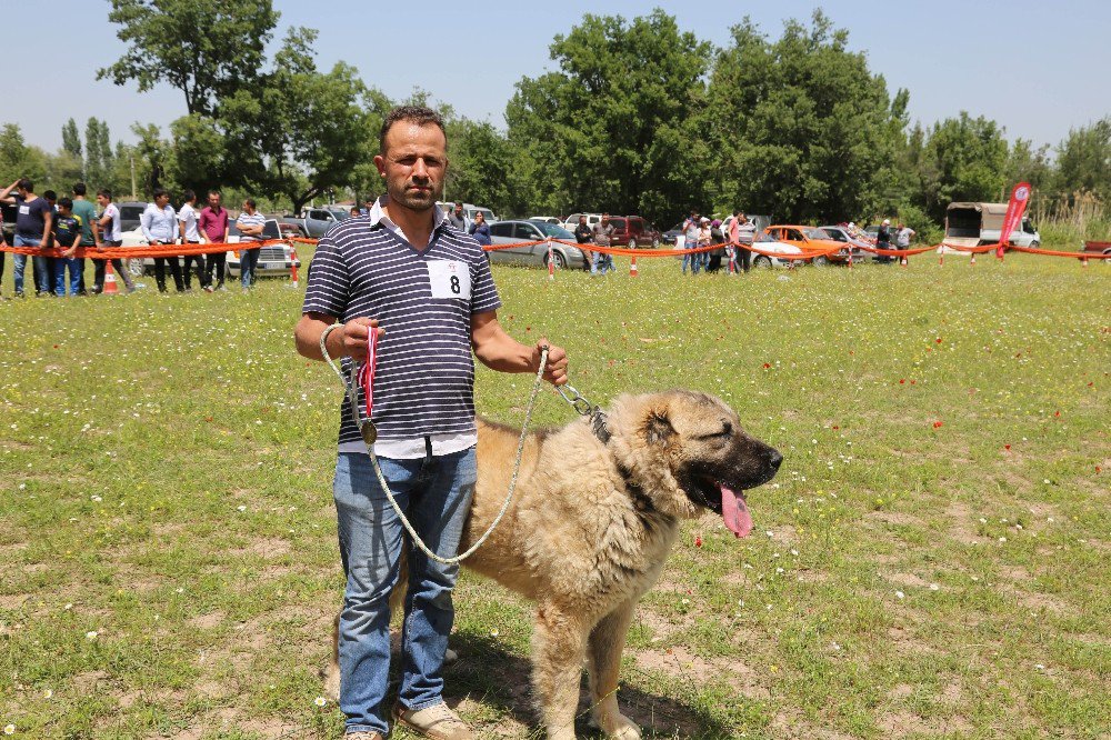 Çoban Köpekleri Güzellik Yarışması