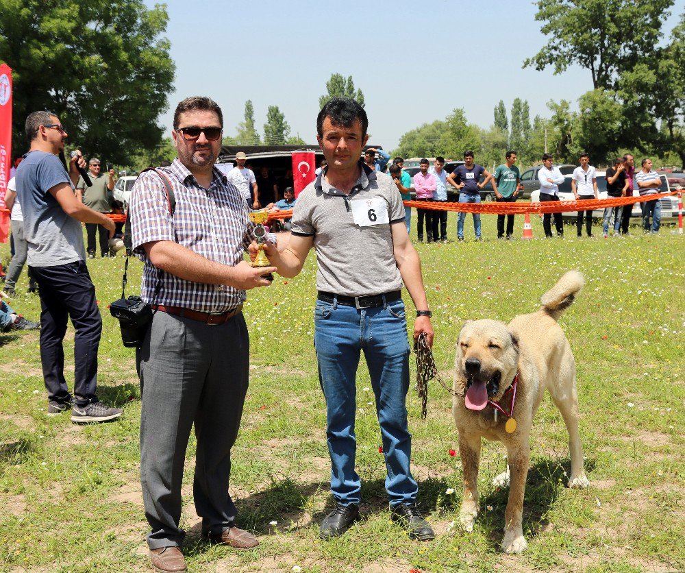 Çoban Köpekleri Güzellik Yarışması