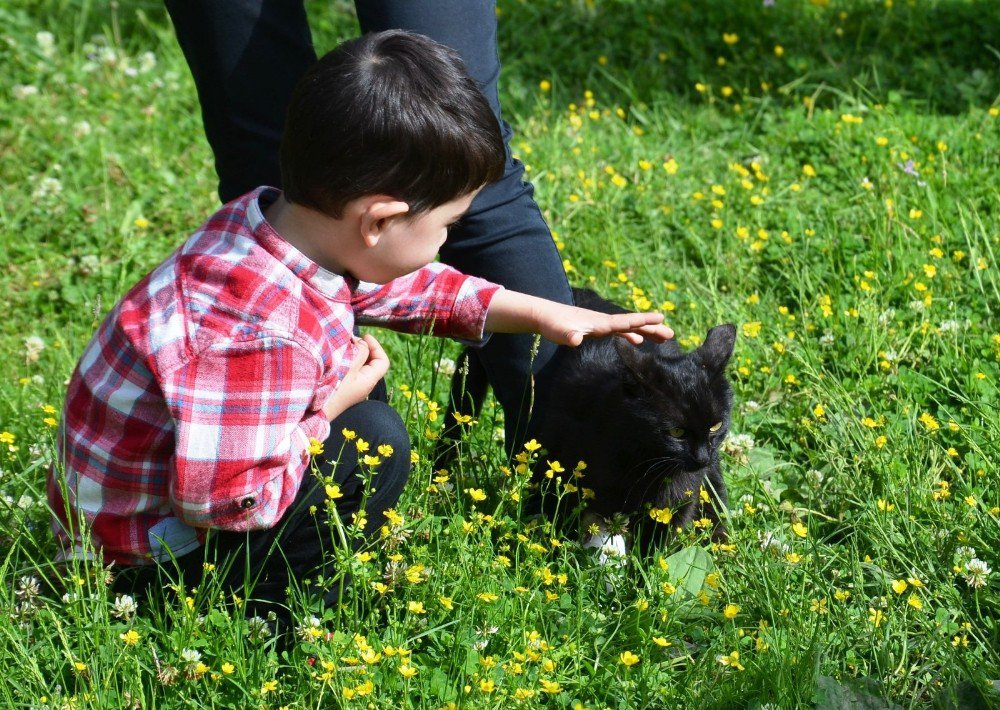 Mert Efe’nin Kedi Sevgisi Kaybolmasına Neden Oldu