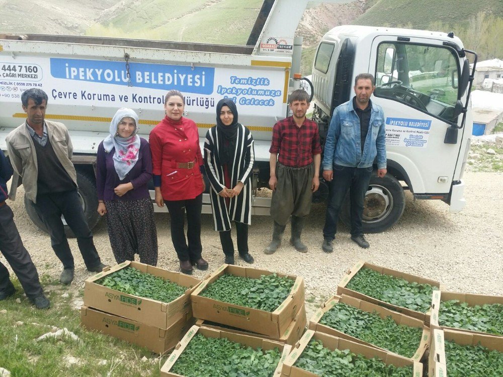 İpekyolu Belediyesinden Vatandaşa Fide Desteği