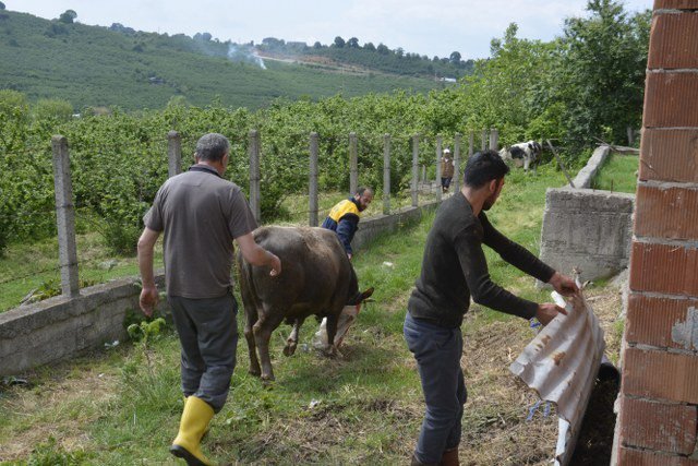 Büyükbaş Hayvan Ahırı Jandarma Eşliğinde Boşaltıldı