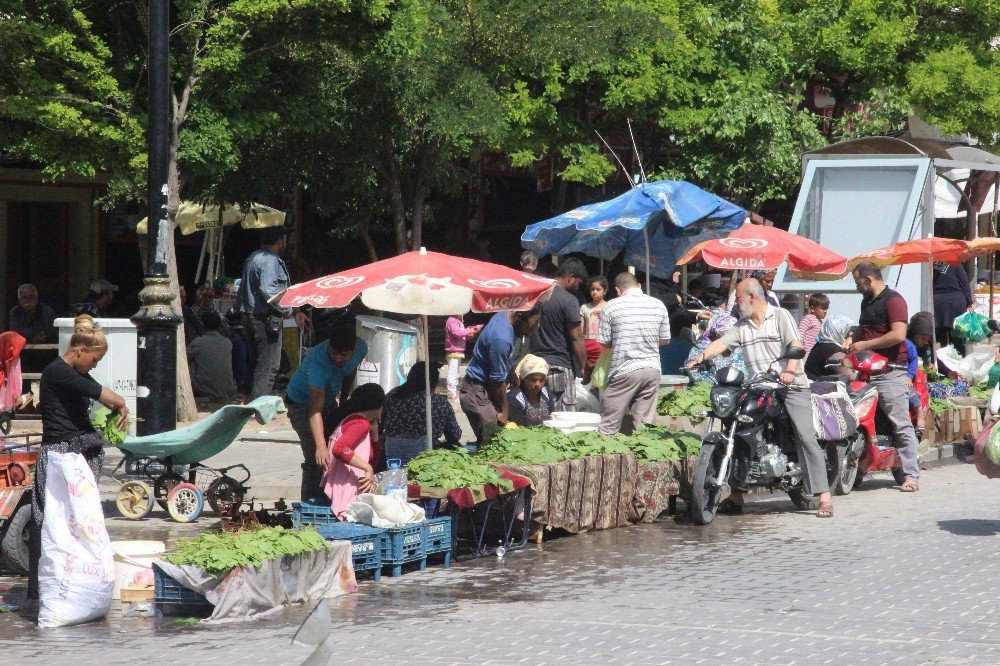 Asma Yaprağına Yoğun İlgi