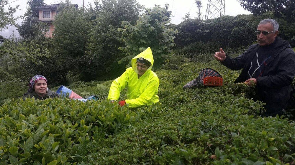 Rize’de Yaş Çay Hasadına Başlandı