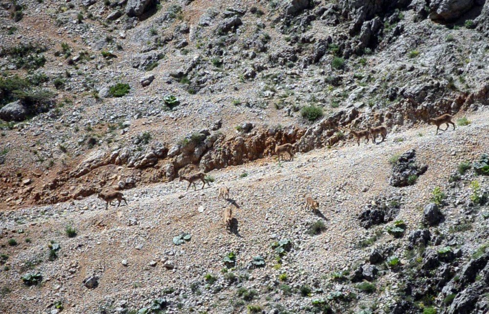 Koruma Altındaki Dağ Keçileri Suya İnerken Görüntülendi