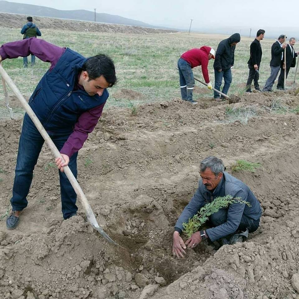 Saray’da 3 Bin Çam Fidanı Dikildi