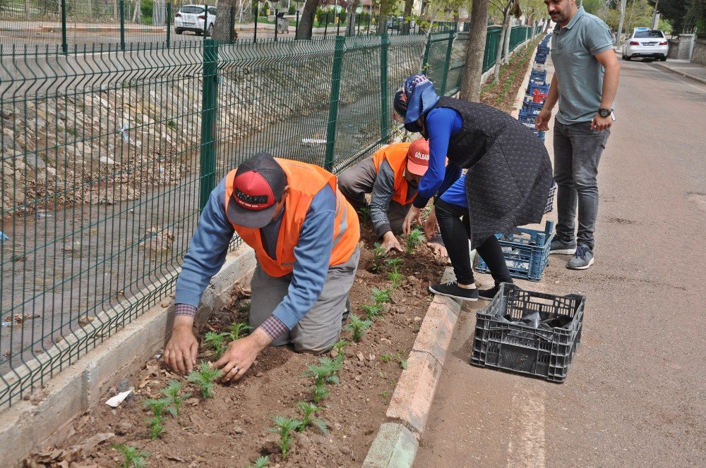 Yazlık Çiçek Dikimi Devam Ediyor