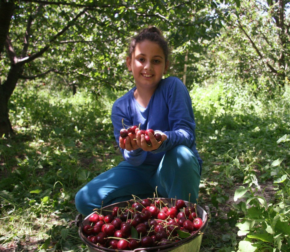 Sultandağı Kirazı Uzak Doğu Halklarının Ağzını Tatlandıracak