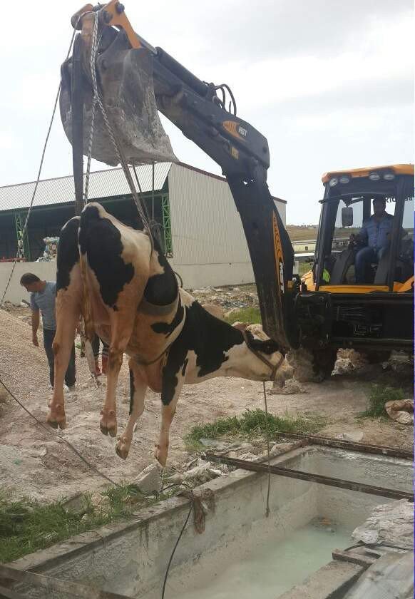 Havuza Düşen İnek İçin Kurtarma Operasyonu