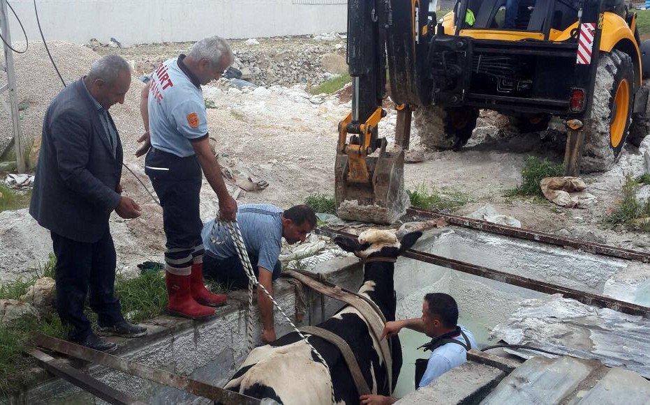 Havuza Düşen İnek İçin Kurtarma Operasyonu