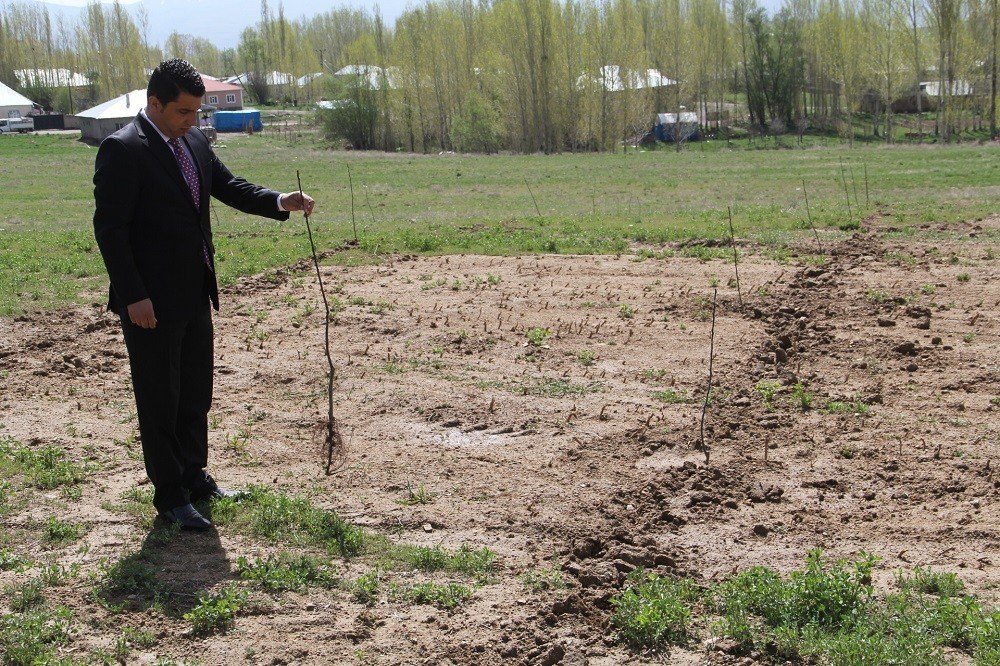 Belediyenin Diktiği Fidanlar Çalındı