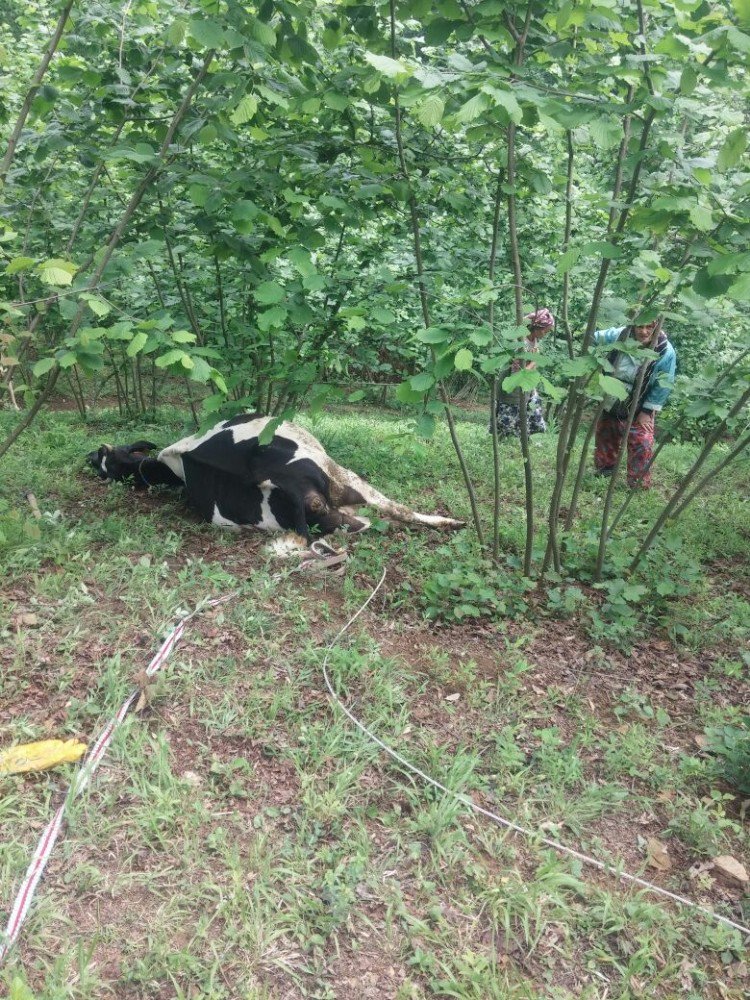 Bahçede Otlarken Elektrik Çarpan İnek Telef Oldu