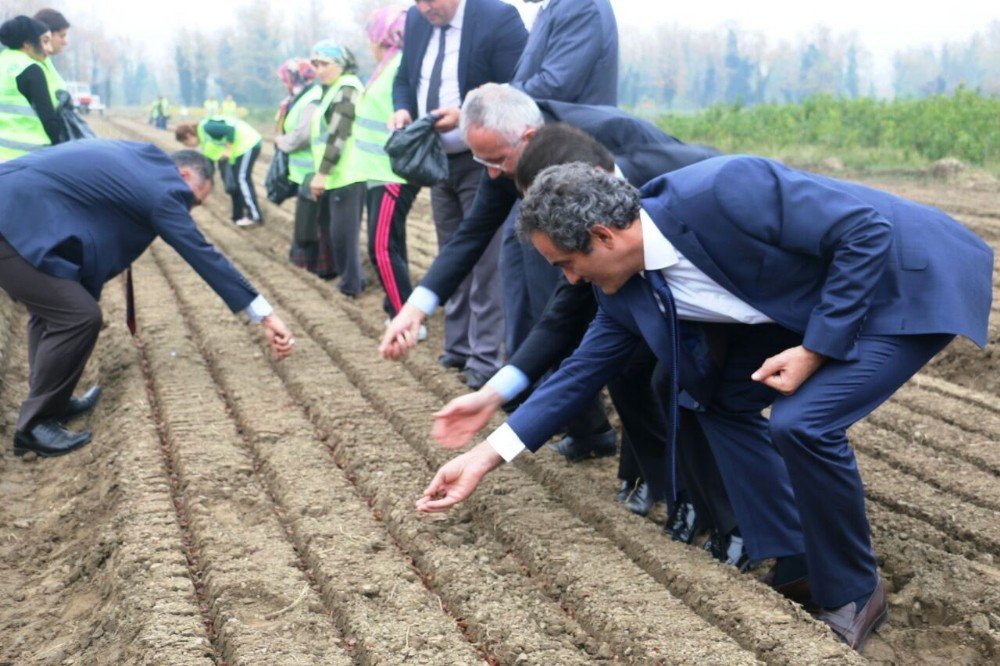 Fidanlıkta Kayın Tohumları Fidana Dönüştü