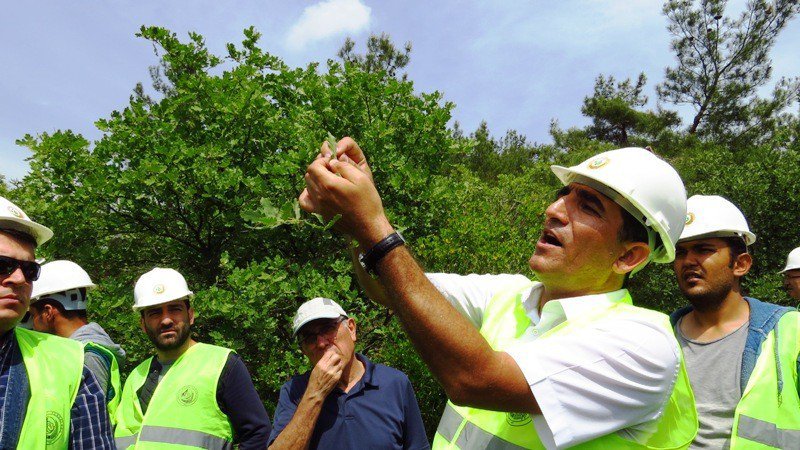 Meşe Türlerinin Tespiti Ve Planlanması Eğitimi