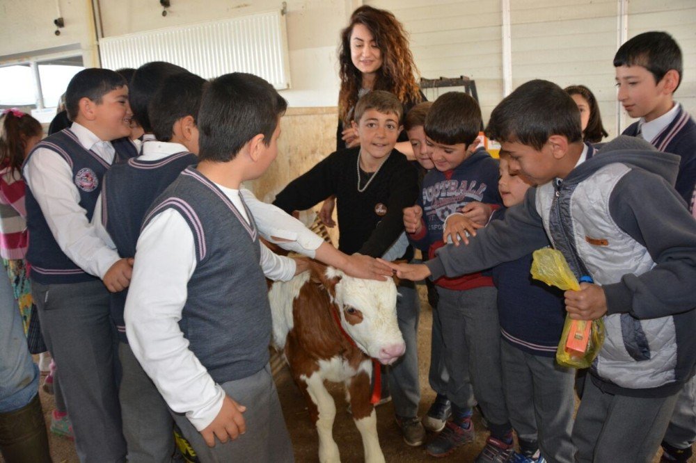 Aşkale’de Süt Haftası Etkinliği