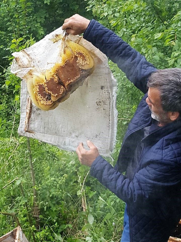 Arılar Naylon Çuval Üzerinde Oğul Yaptılar