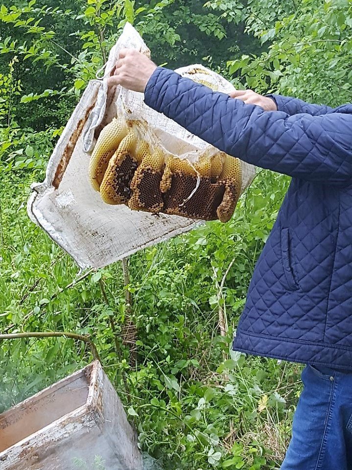 Arılar Naylon Çuval Üzerinde Oğul Yaptılar