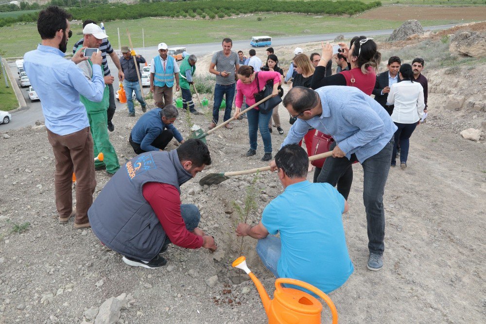 Bin Adet Fidan Toprakla Buluşturuldu