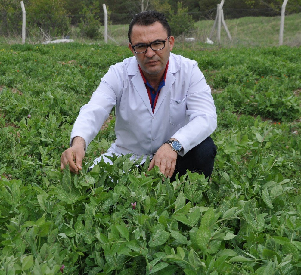 Soğuk Ve Kuraklığa Dayanıklı Buğday Çeşidi Geliştiriliyor