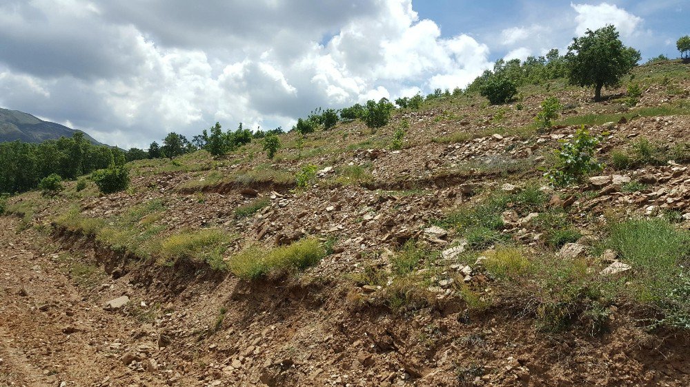 Büyükşehir’in Diktiği Fidanlar Büyüyor