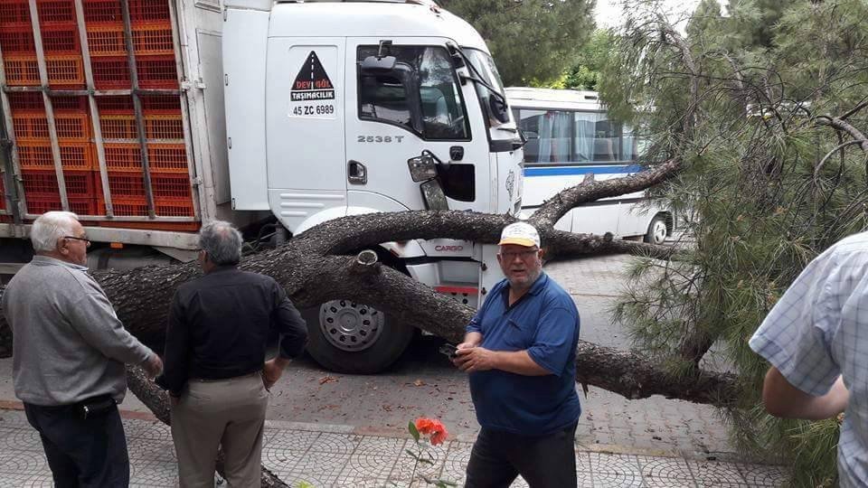 Kamyonun Devirdiği Ağaç Canından Edecekti