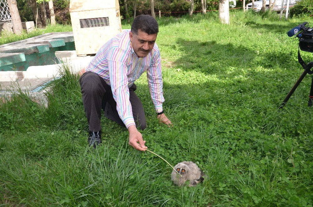 Yavru Puhu Koruma Altına Alındı