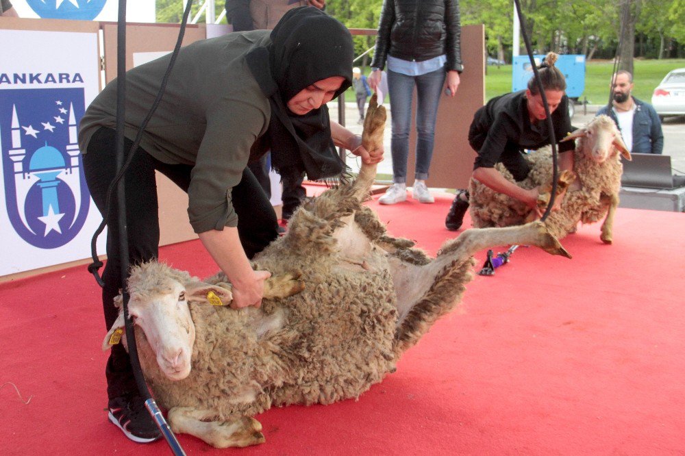 2. Ulusal Kırkım Şampiyonası Başladı