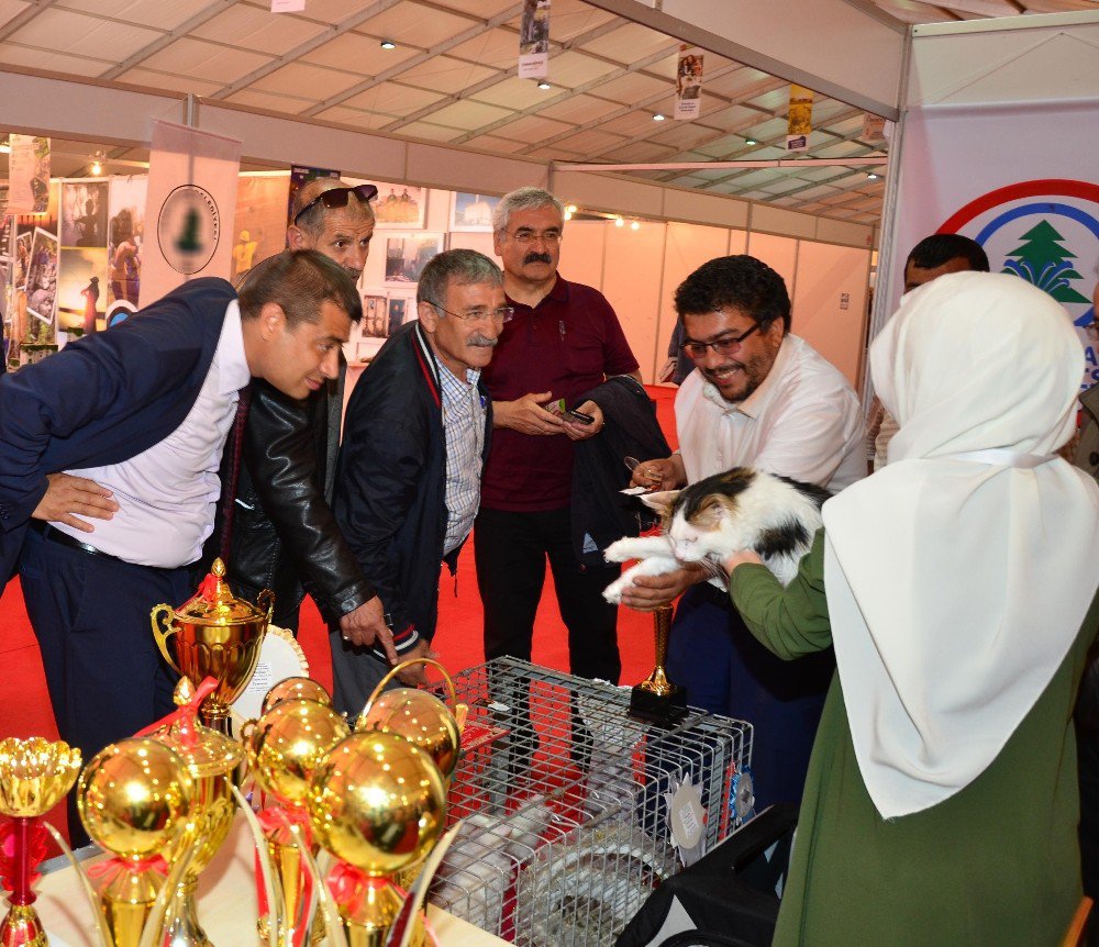 Pursaklar’ın Ankara Kedileri Akm’de İlgi Odağı Oldu