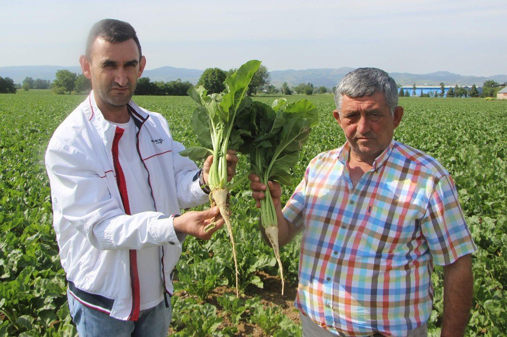 Glikoz Hem Vatandaşa, Hem Pancar Üreticisine Zarar Veriyor