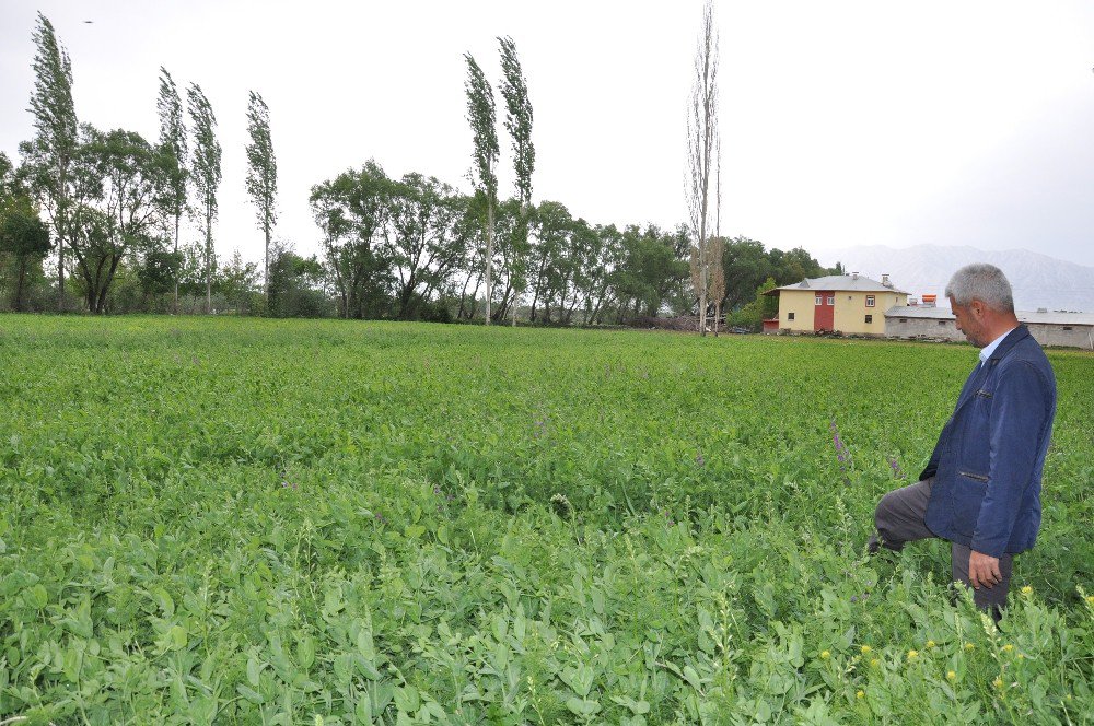 Elbistan’da Yem Bezelyesi Ekimi Başarılı Oldu