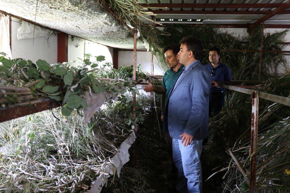 90 Metrekarede Beslediği İpek Böceklerinden 40 Günde 15 Bin Tl Kazanıyor