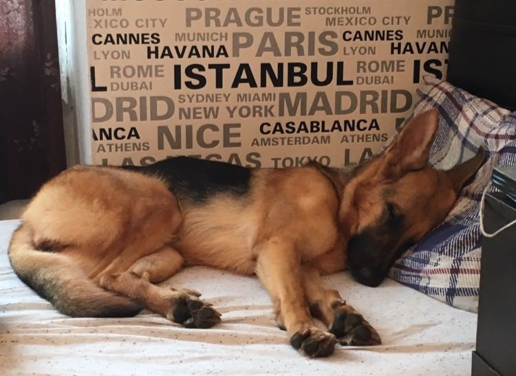 Kaybolan Köpeği Bulana 5 Bin Tl Ödül Koydu