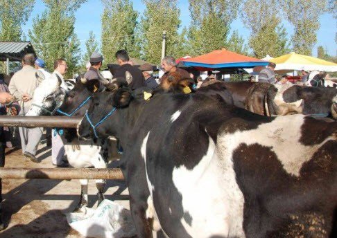 Simav’ın Hayvan Pazarı Yeniden Açıldı